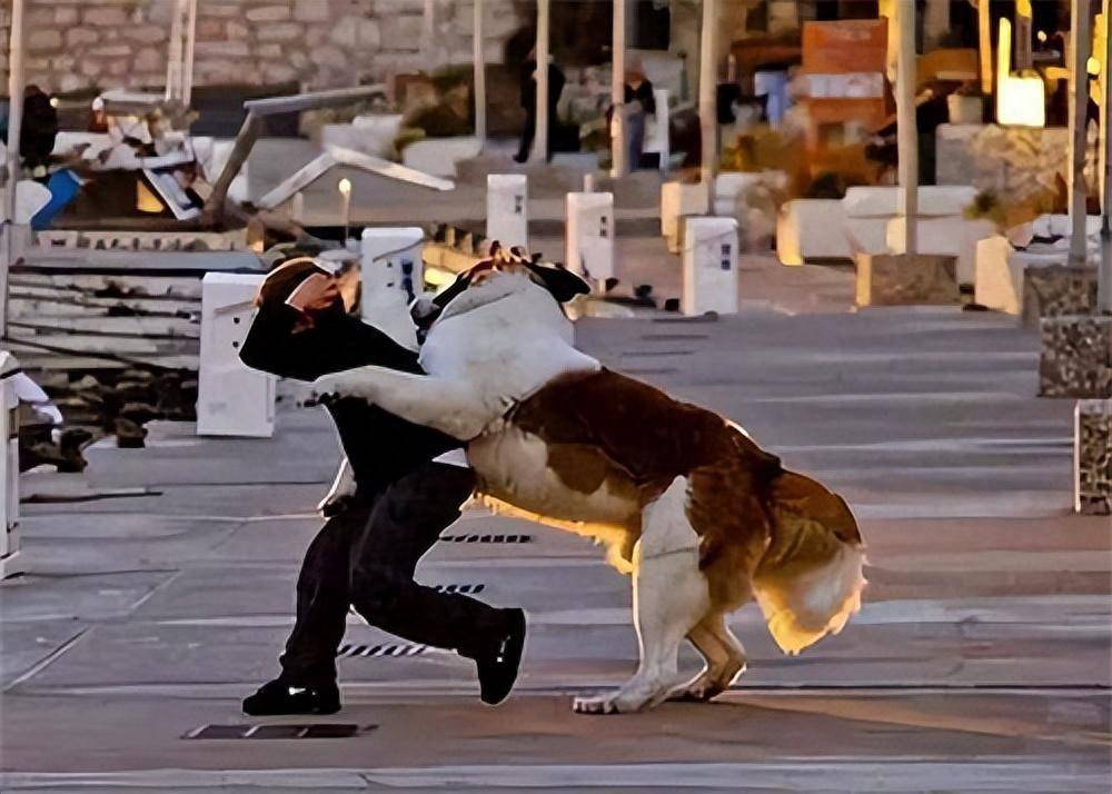 为什么金毛喜欢扑人