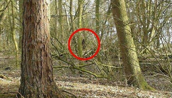 通过观察,这只"怪物"明显不是刚刚受过伤的那一只,这就说明里面的确