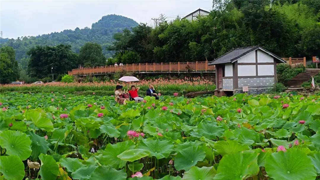 铜梁荷和原乡人气旺,赏"荷",露营,烧烤正当时!