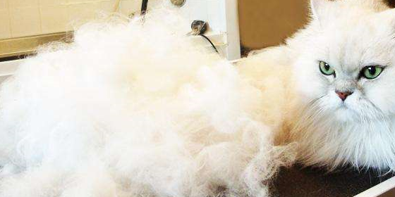 掉毛情况能变好吗?这些你需要知道