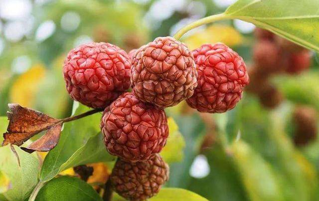 农村有种不起眼的树木,叫"皇帝树",与紫檀齐名,遇到了要珍惜