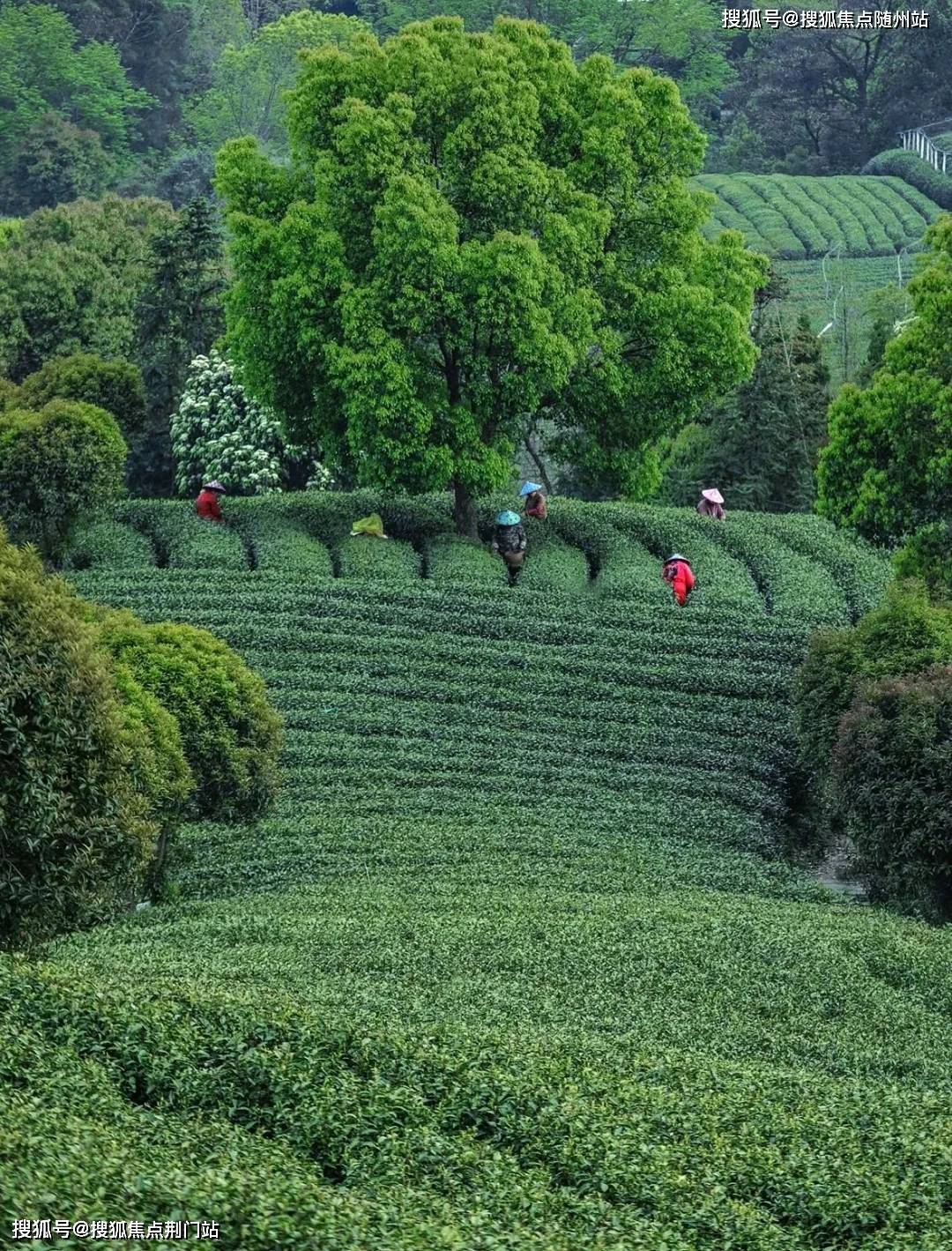 西湖景区,龙坞核芯,滨江造山水叠墅