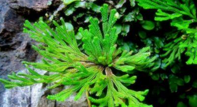 民间这种"神仙草",枯死十年遇水就活,看见它千万别错过!