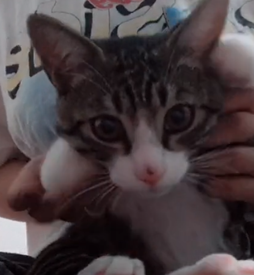 看到猫咪喝马桶水,主人气得打屁股:我天天亲你,你就这样对我!