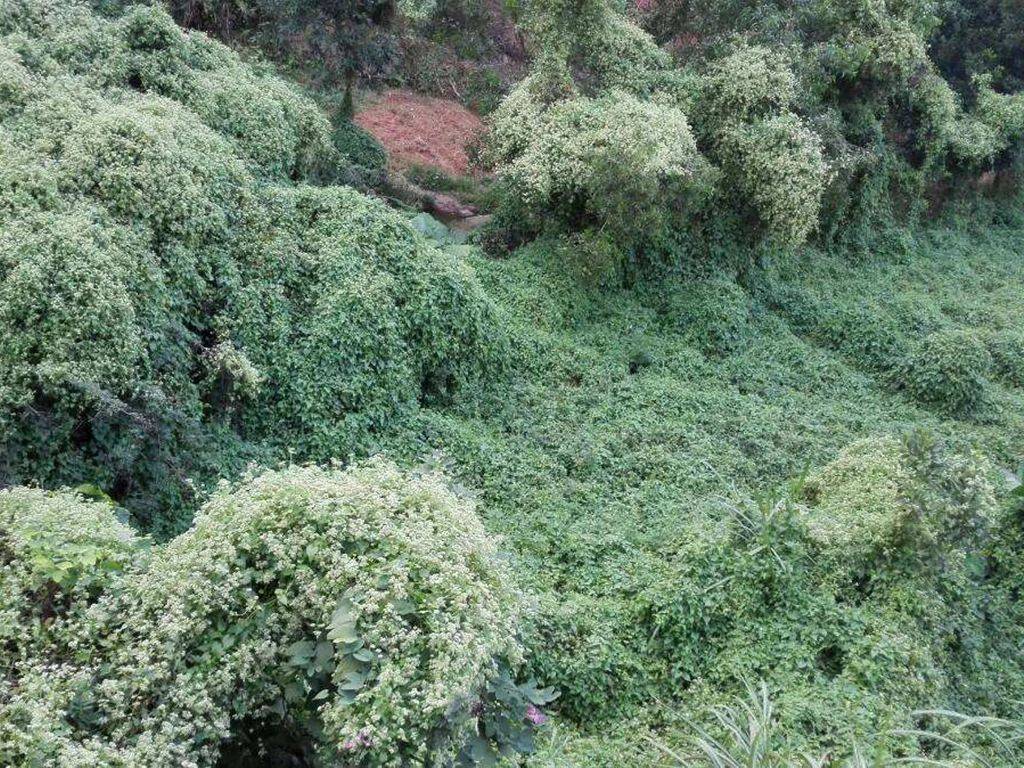 生长"最快"的入侵植物,1个月便能毁1亩农田,见到请赶紧除掉
