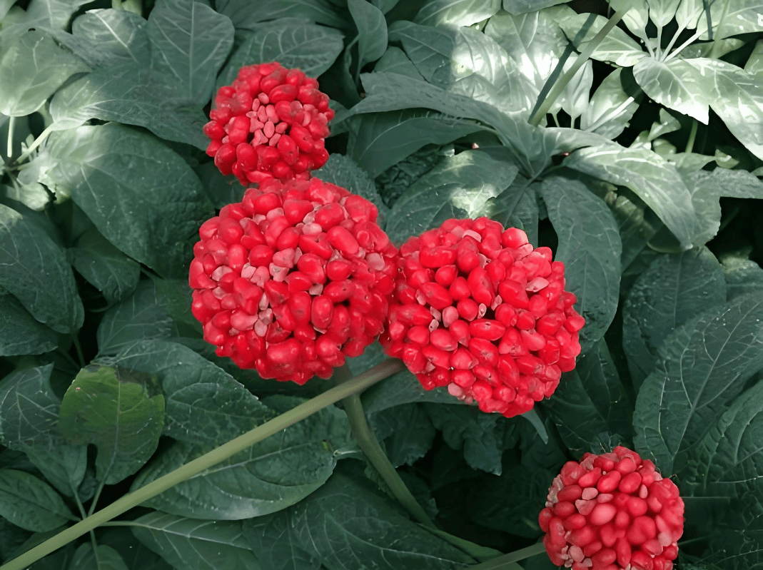 三七花的作用和功效:探索三七花的多重效用及其完美搭配