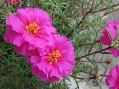 花色非常丰富,花型有单瓣的,重瓣的,花美色艳.