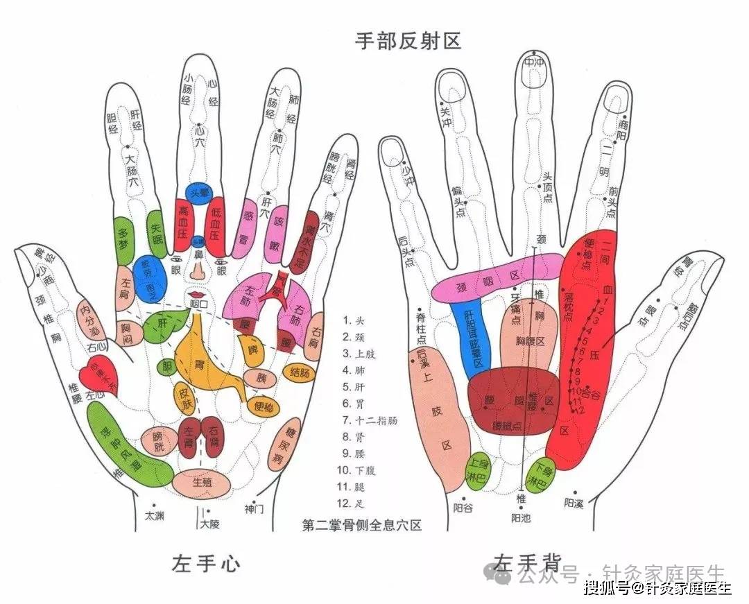 手上六条经络位置图图片