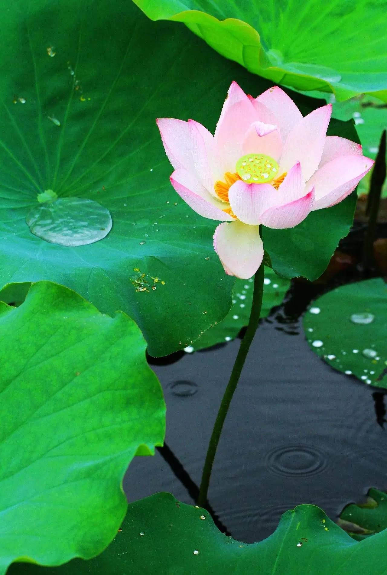 施肩吾的诗《夏雨后题青荷兰若》写尽夏雨洗礼后寺庙的宁静与美丽