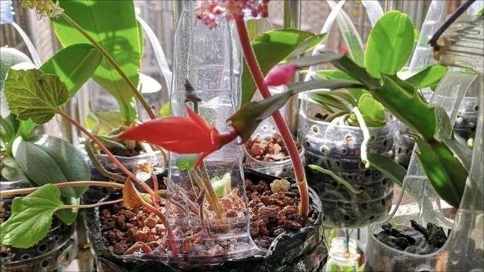 教你用塑料瓶制作花盆,可以悬挂,实用还美观大方