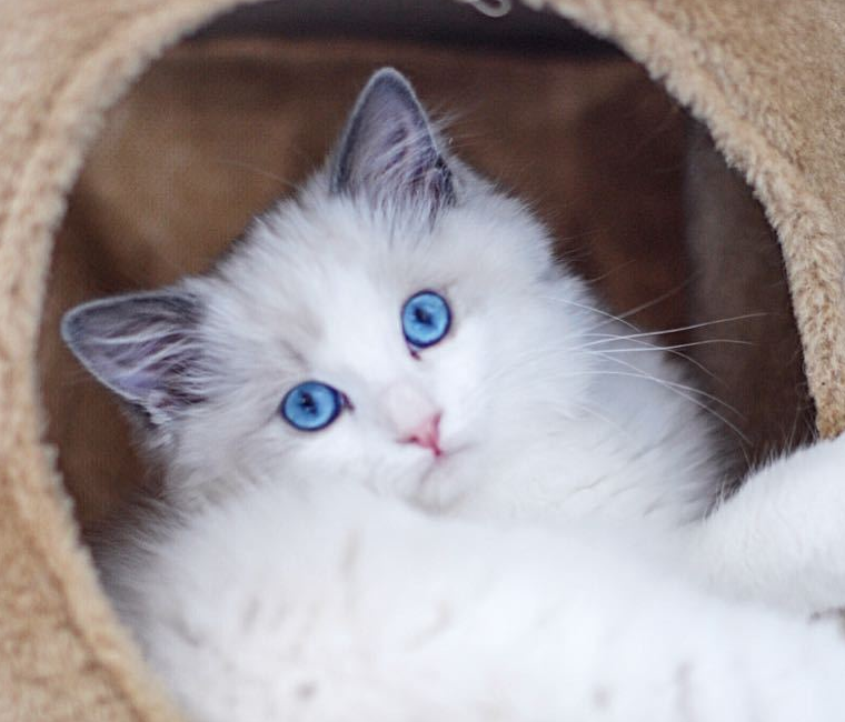 为什么猫咪会对水槽或水龙头的水如此着迷