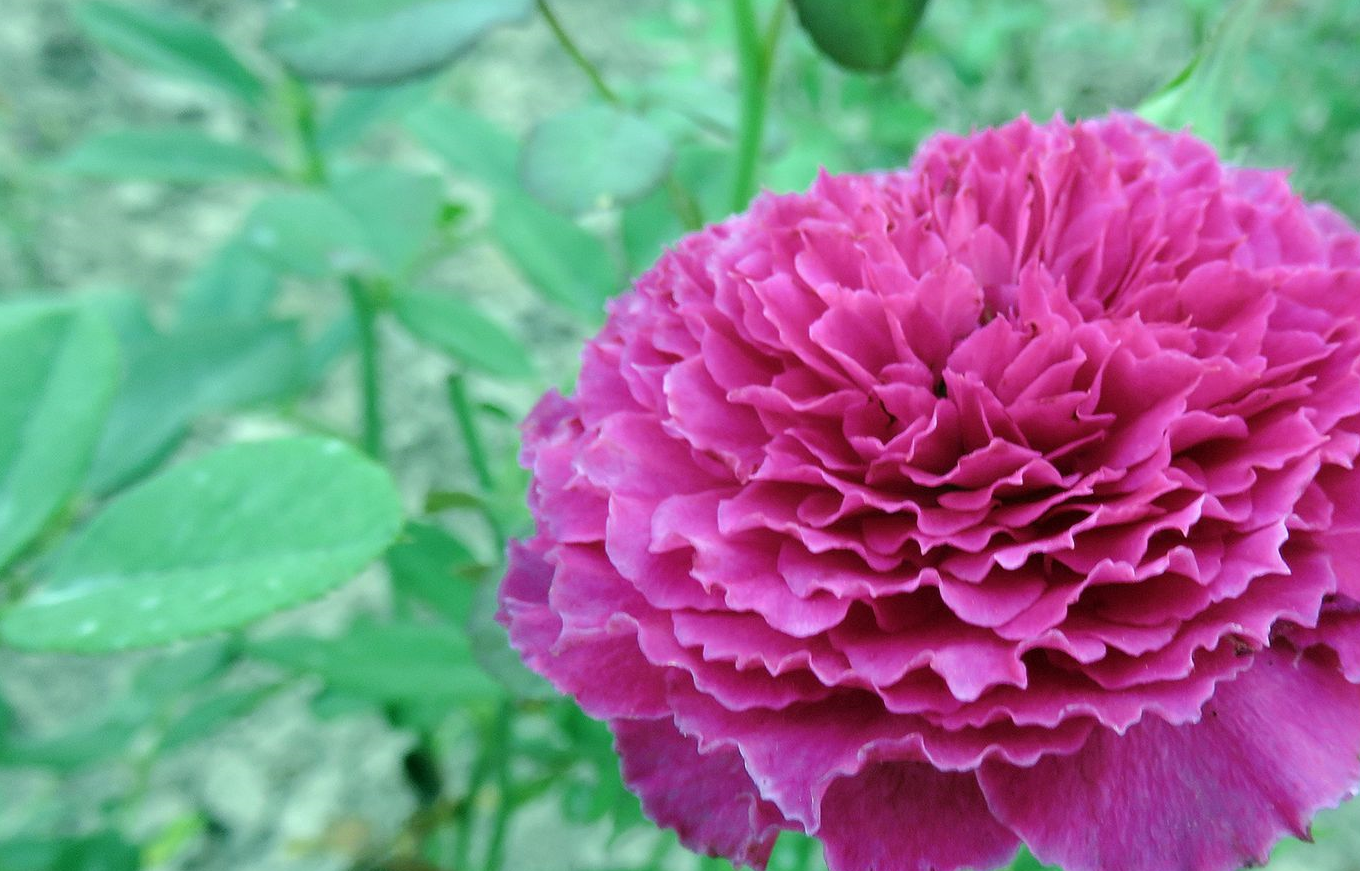 最像牡丹的月季花,花色漂亮,芳香四溢,一年四季开花,值得拥有