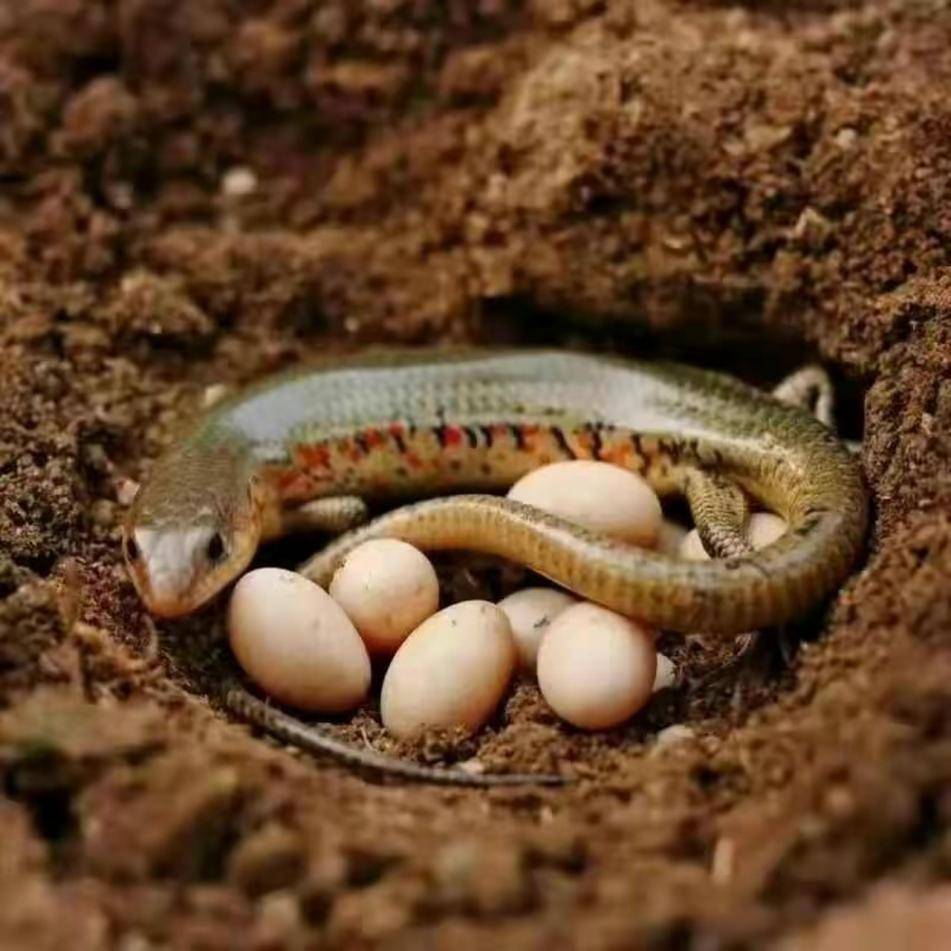 农村常见的"狗婆蛇",喜欢晒太阳见人就跑,它对人是否有危害?