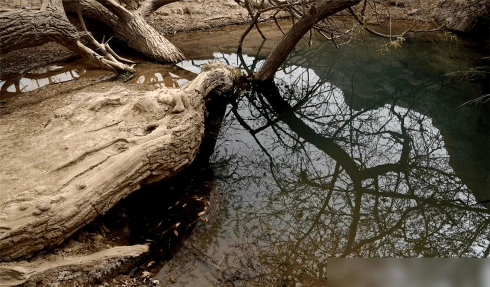 新疆发现一棵直径3米古柳树,根扎入沙漠8米深,环绕泉眼卧地生长