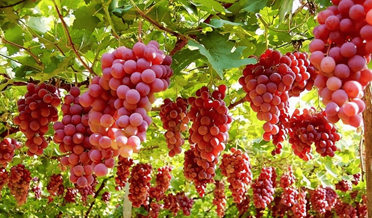 高温天气露地葡萄管理要点