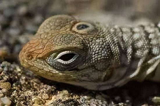 渔民抓到三只眼的鳕鱼,是成精开了天眼还是辐射变异?