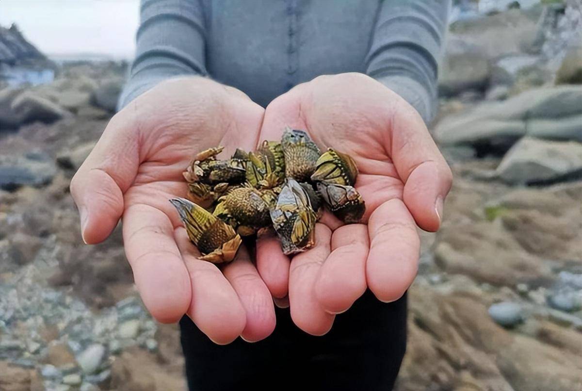 藤壶上的海虫图片