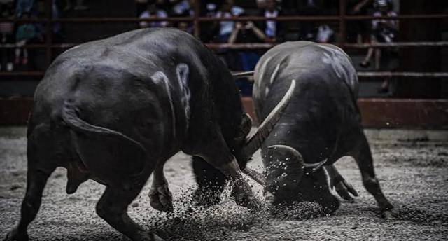 回顾一头老牛去世,村里人去送葬,一头牛怎会有这待遇?