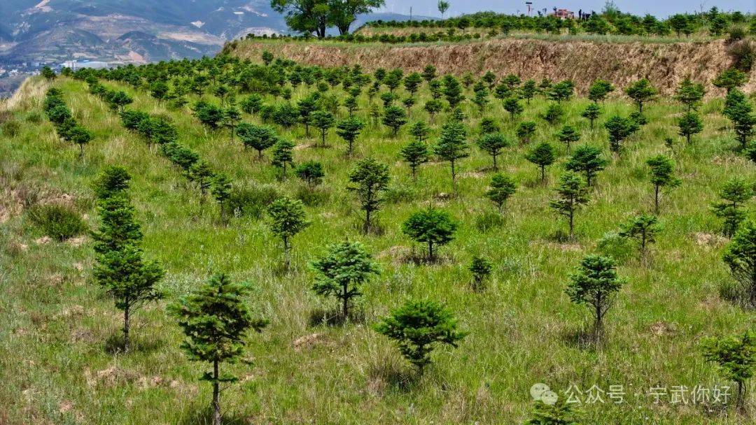 截至2021年11月,共完成"三北"防护林人工造林8000亩,天然林保护造林