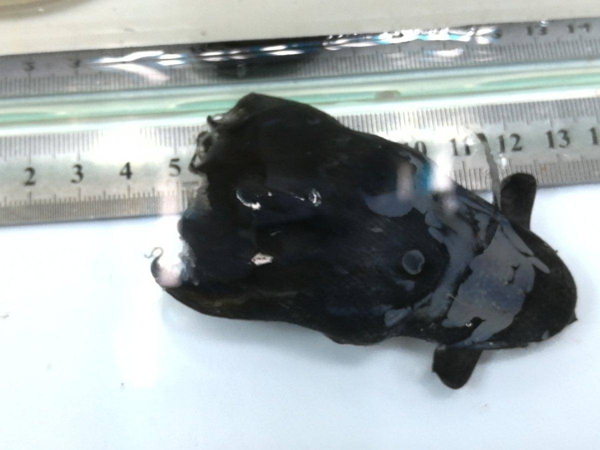 前所未见!我国科学家在南海暮光区发现新种吸血鬼鱿鱼,十分独特