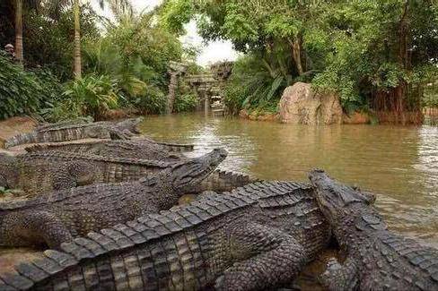 1945年缅甸兰里岛,史上最大鳄鱼吃人事件,真有千名日军被生吞?