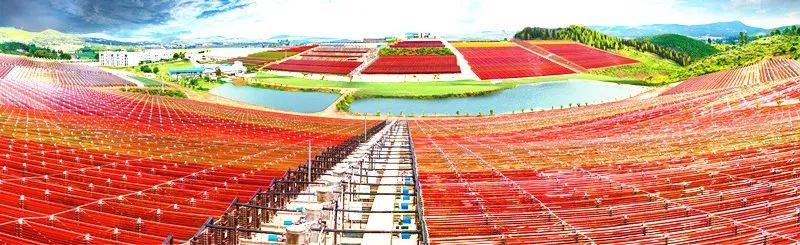 1分钟带你看懂雨生红球藻与天然虾青素之间的关系