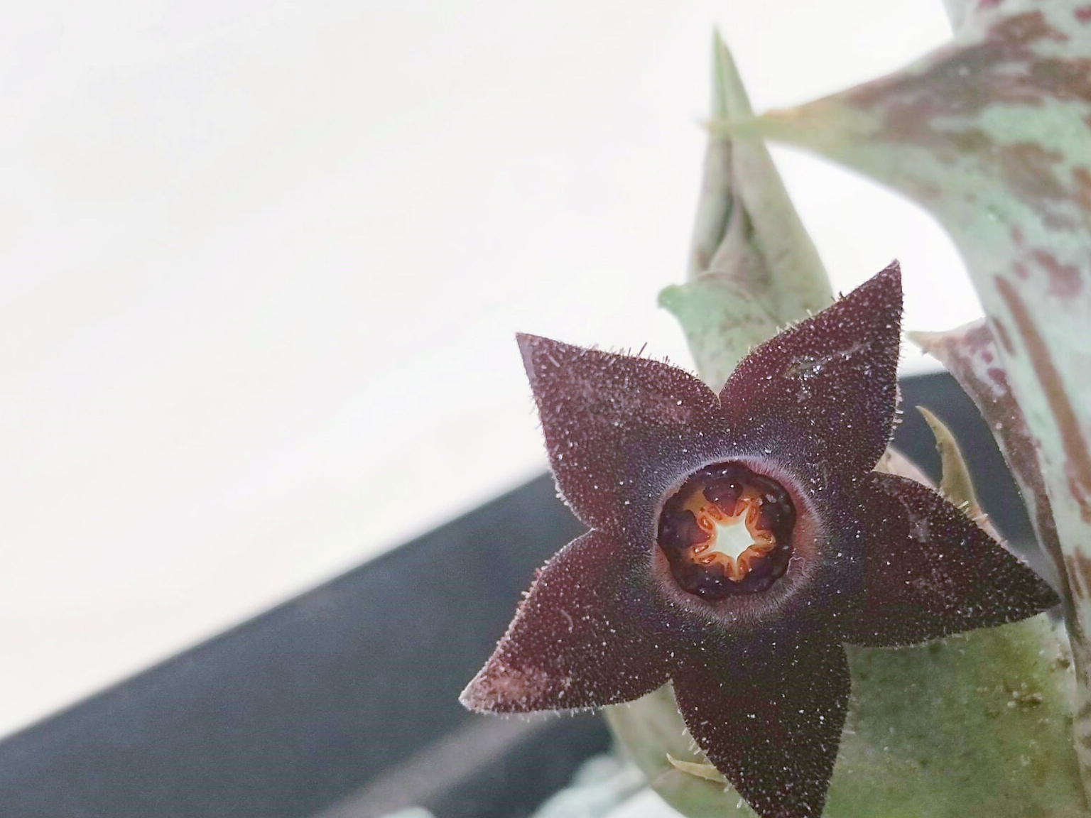 多肉紫龙角养开花,1个动作很有必要!