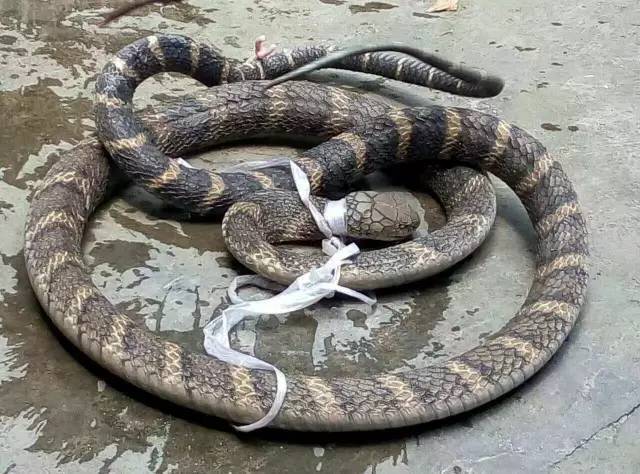 男子裤子口袋内装104条活体蛇进境被查