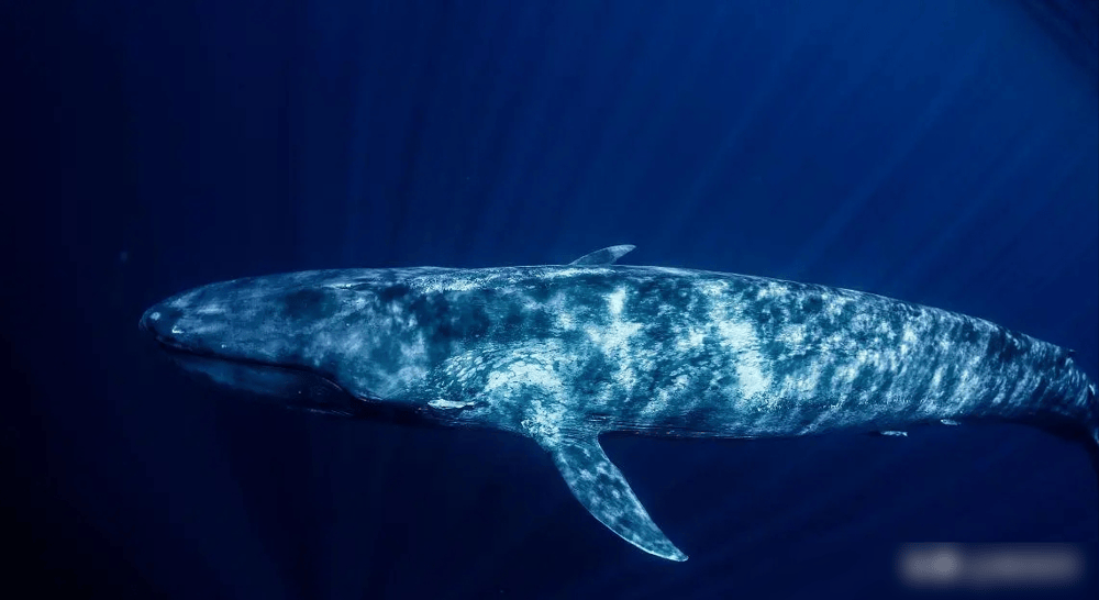 恐怖的造粪机器,蓝鲸一次就能排2吨粪,造成50米污染区