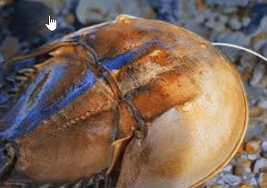 深圳湾出现地球唯一蓝血生物,因背甲呈马蹄形又名马蹄蟹