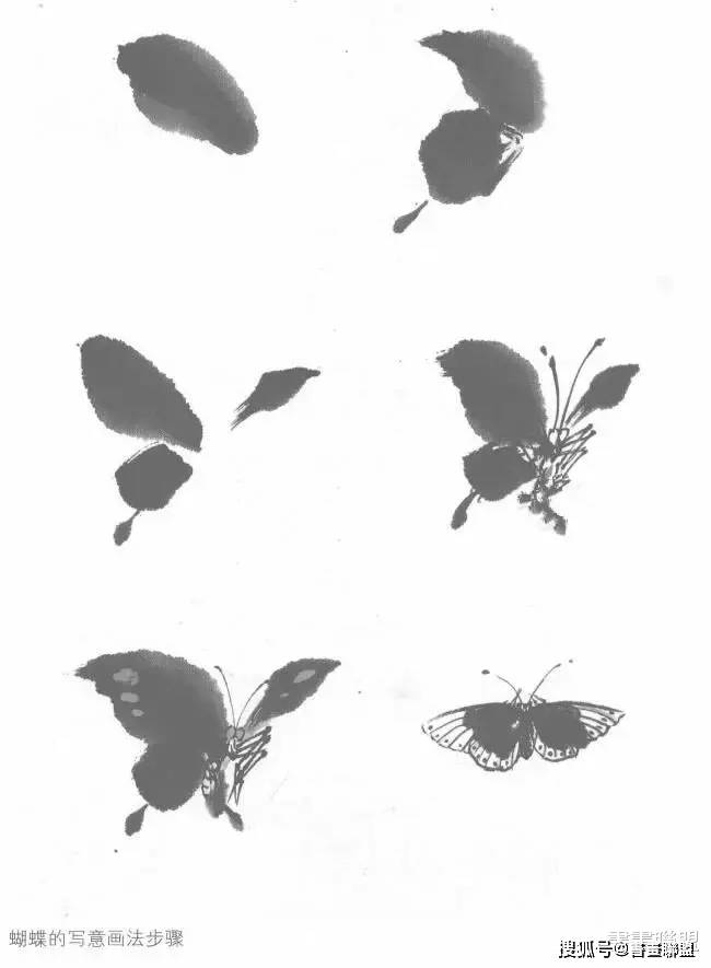 蝴蝶的写意画法步骤图示范例