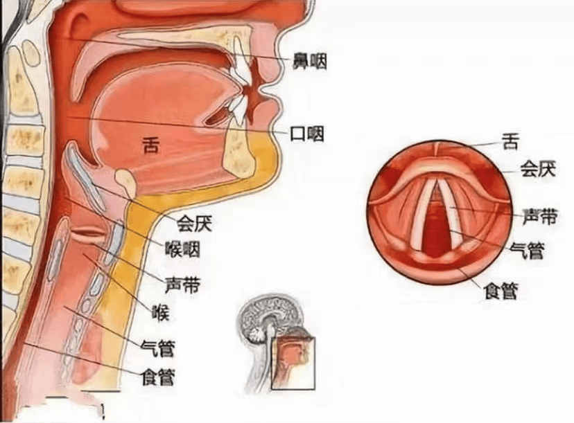 器官:口腔,舌,咽,喉,食管骨骼系统:上颌,颌骨,舌骨,喉软骨