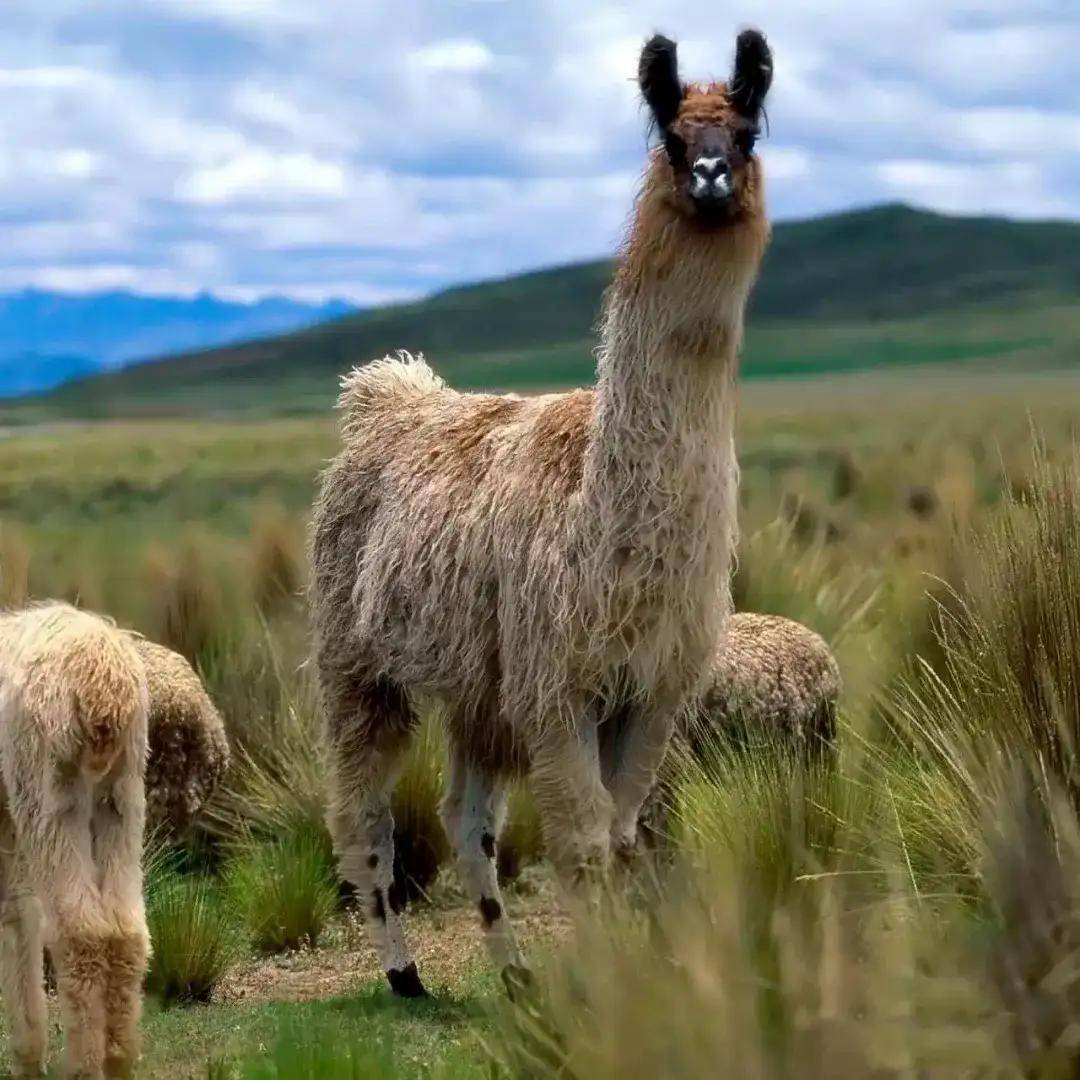 羊驼毛alpaca,穿越安第斯山脉的时尚传奇