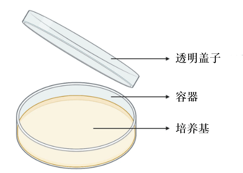 培养皿简图图片