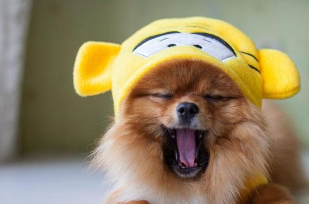 喜欢柴犬的人都会很幽默,这不用说,网上的表情包一半都是柴犬