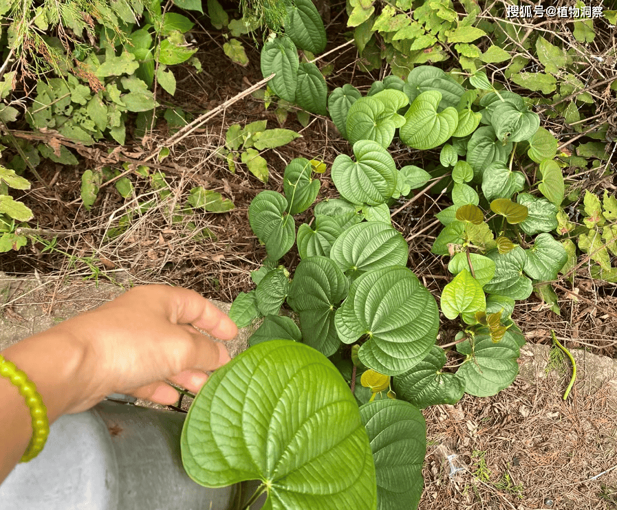 这植物长满"巧克力",俗称"黄独",根形似魔芋,若遇到就赚了!