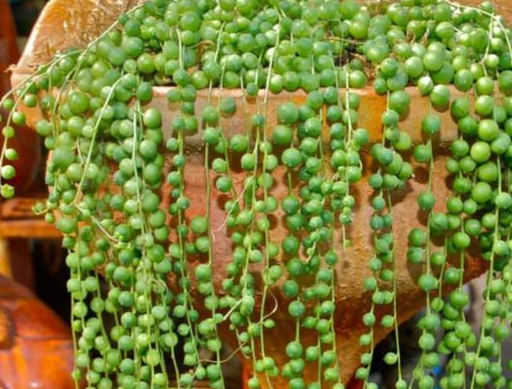 3种"吊兰"型多肉,居家吊着养,天热能长成一片"窗帘"