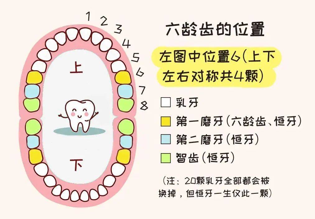 牙齿