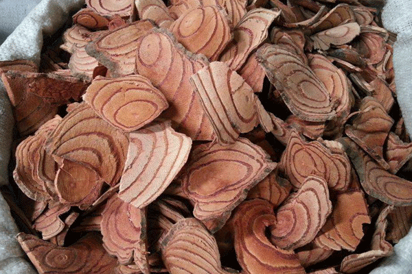 "鸡血藤"长在深山老林中,为什么被很多人视为珍宝?