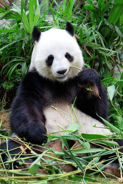 熊猫在雪地中悠闲地漫步,它的身影缓缓地从镜头前走过,留下了一串深深