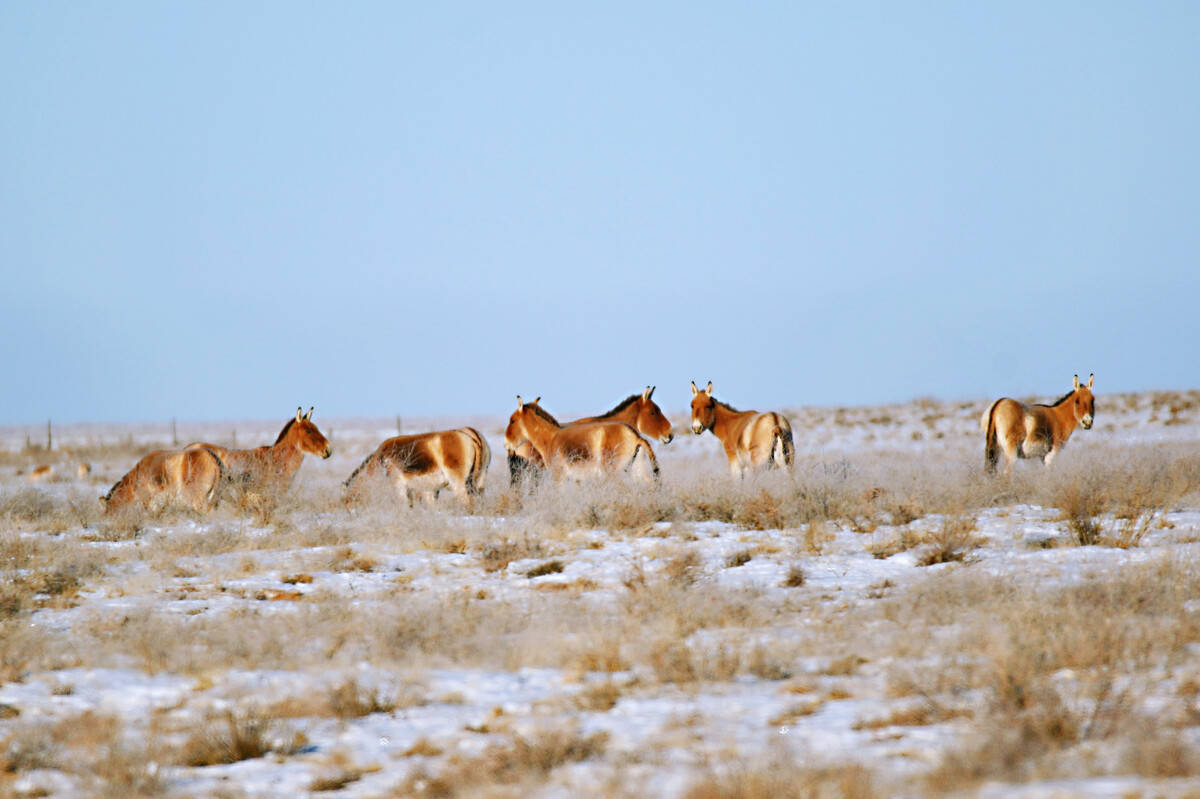 伊吾动物观察局:蒙古野驴