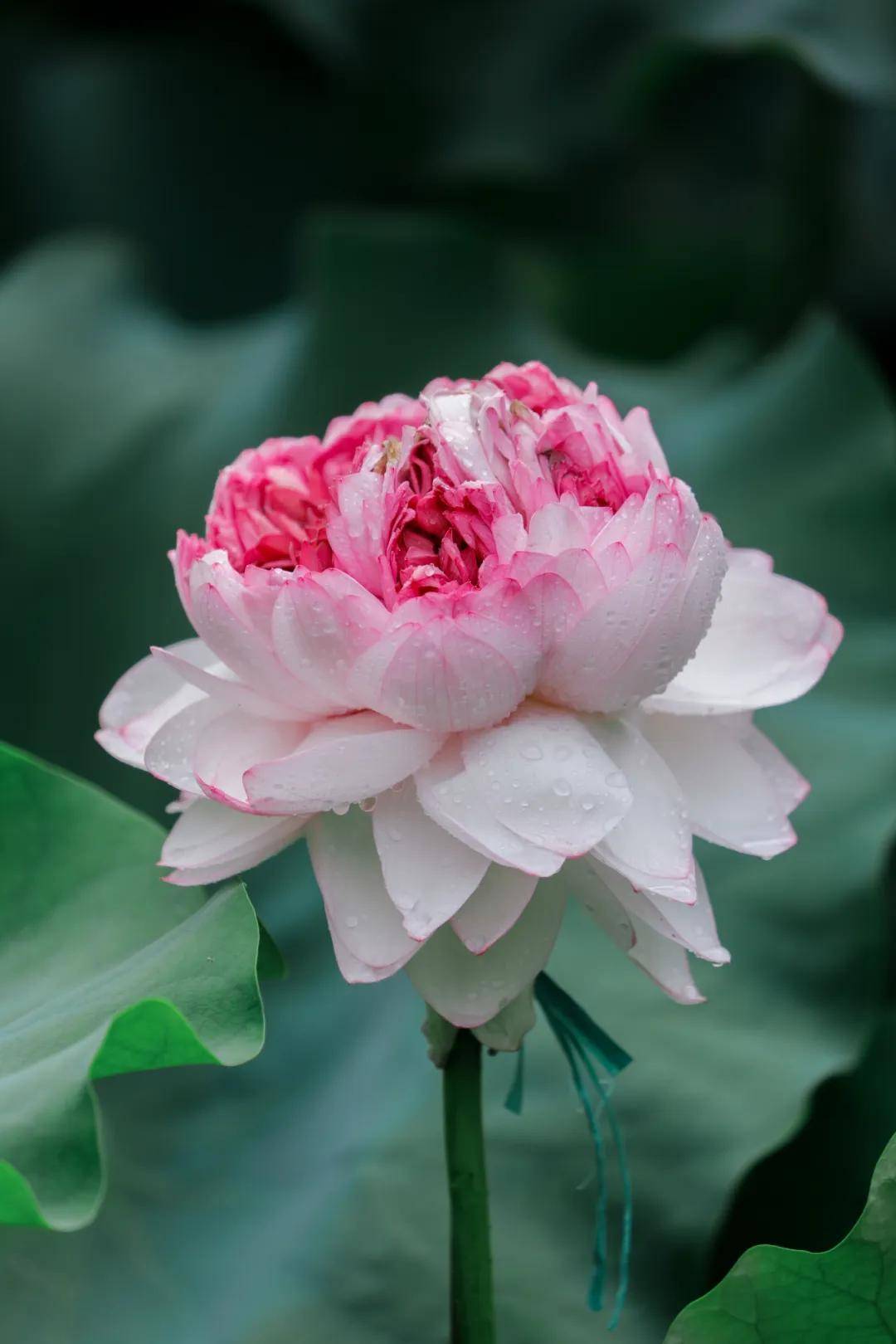 "昆山三宝"之一并蒂花开,好运"莲莲"