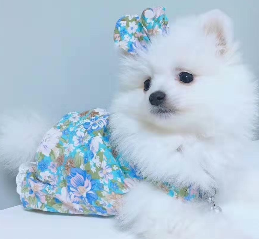 给博美穿了一件碎花裙,网友:将它温柔可爱的性格衬托的更加明显_衣服