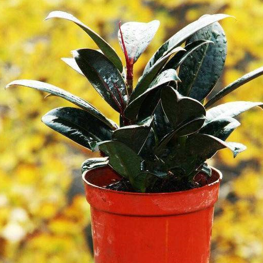 这绿植真厉害,放在家里做"吸尘器",简单好养样子大方!