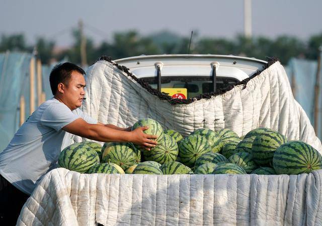 女子带韩国老公回国狂炫西瓜，中国是如何实现“西瓜自由”的？