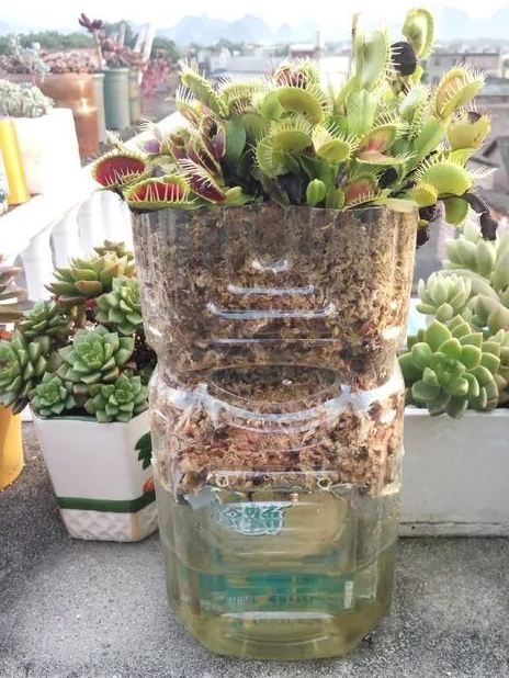 养绿萝吊兰,用塑料瓶做"自吸花盆",不花1分钱,浇水都省了!