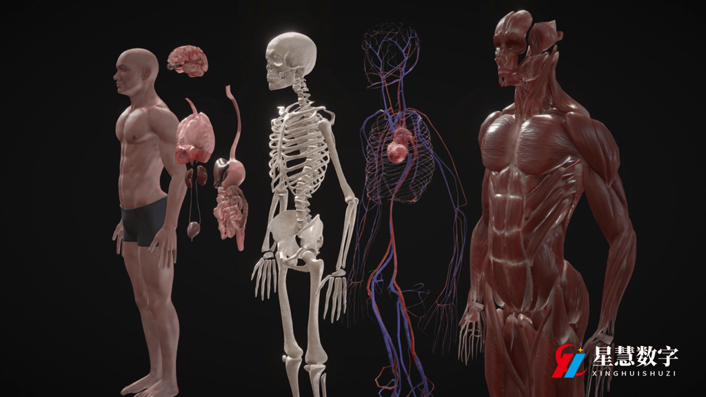 3d人体解剖学软件:革新医学教育的新兴工具