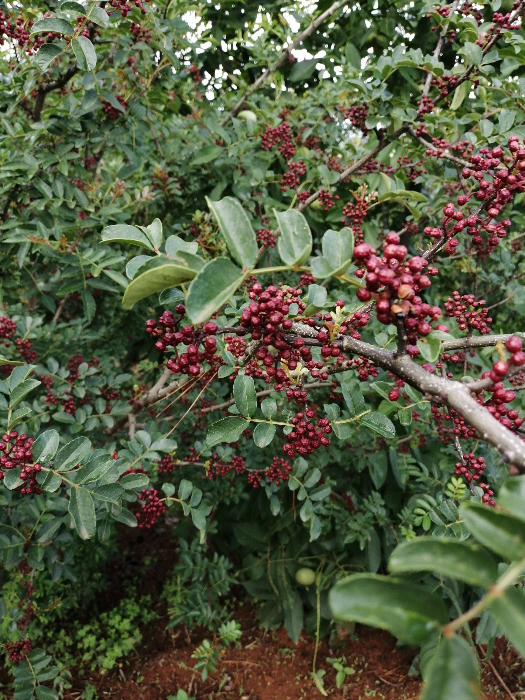 华亭市神峪乡:"红果果"奏响致富"椒"响曲_花椒_产业_种植