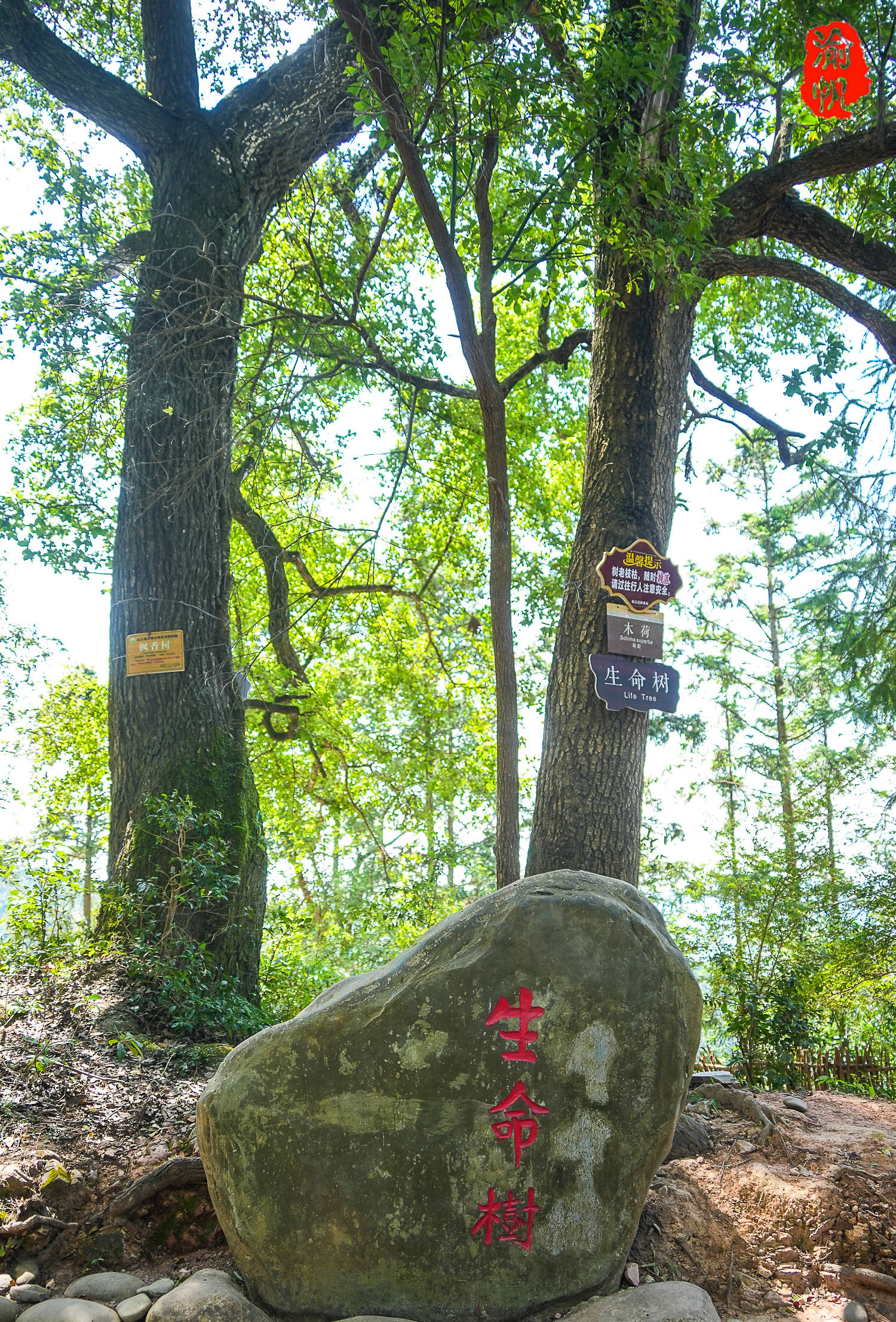 岜沙苗寨镰刀剃头火枪庆典树木崇拜我国最后的枪手部落