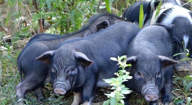 土猪的培育周期是比较长的,一年的时间才可以培育成